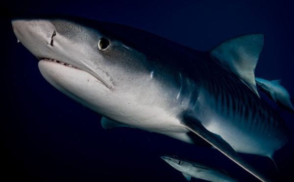 Продаются за миллионы долларов: 3 самые дорогие рыбы в мире — почему они столько стоят