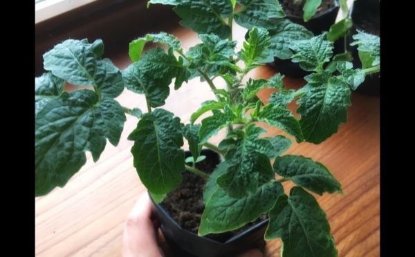 Досыпаем и доливаем: 3 действия для длинных и толстых корней у томатов — обязательно для рассады