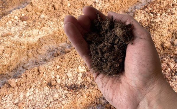 Чернозём каменеет: как восстановить структуру почвы — подробный план действий