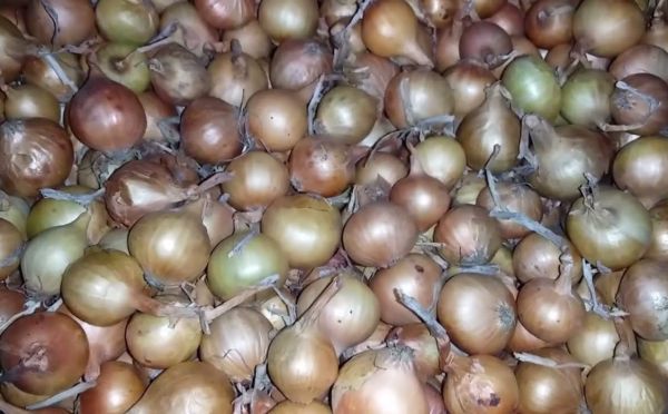 Большой урожай и долгое хранение: правильные подкормки для озимого лука весной — что внести