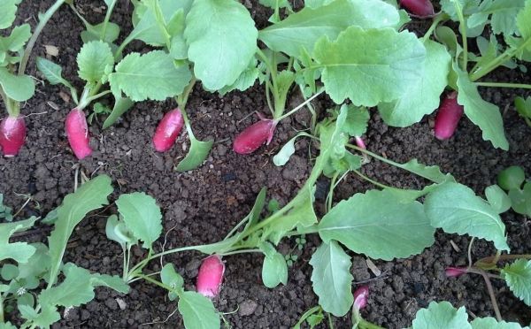 Мелкий редис: почему корнеплод нормально не формируется — 7 причин