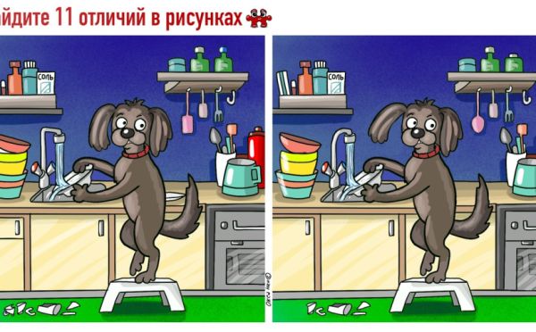 Тест на внимательность: найдите 11 отличий на картинке с пёсиком за 60 секунд