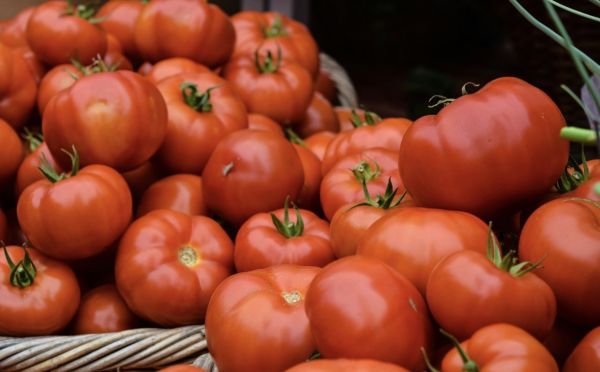 Подкормка до рассады — гениальный лайфхак, который обеспечит вам богатый урожай сочных томатов