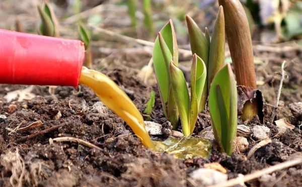 Крупные цветы и отсутствие болезней: лучшая подкормка для тюльпанов в период бутонизации