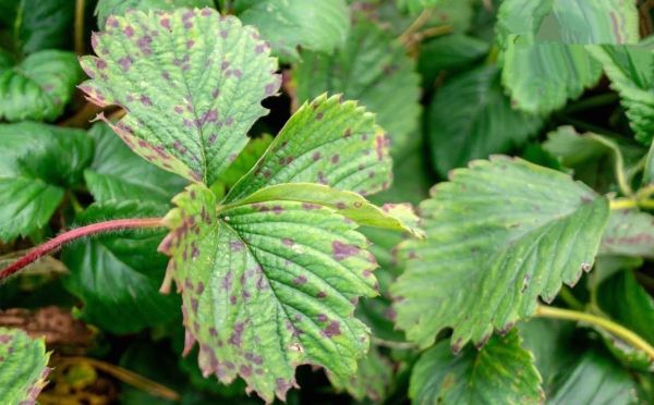 Проблема каждого дачника: чем обработать клубнику от пятнистости — чтобы болезнь больше не достала