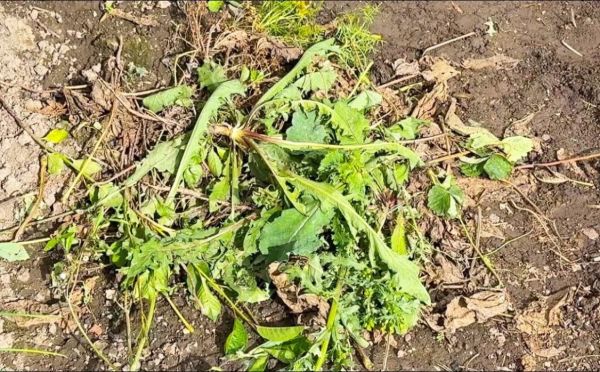 Сорняки исчезнут на глазах: кухонное средство спасёт весь огород — не верила, пока сама не попробовала