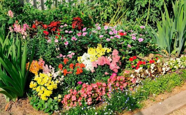 Клумба выходного дня: 5 эффектных цветов, которые можно сеять сразу в грунт на майские праздники