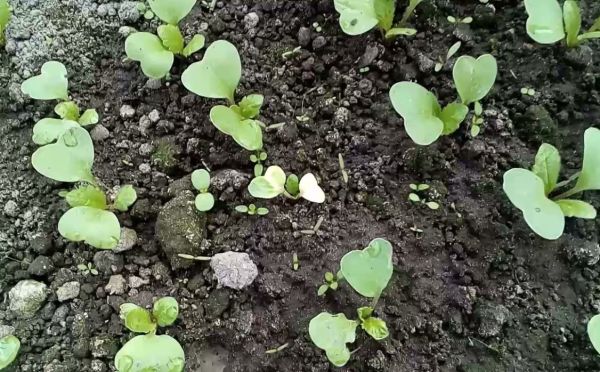 Чтобы редис не страдал, а корнеплоды были крепкими: 3 важные процедуры после посадки — обязательно сделайте