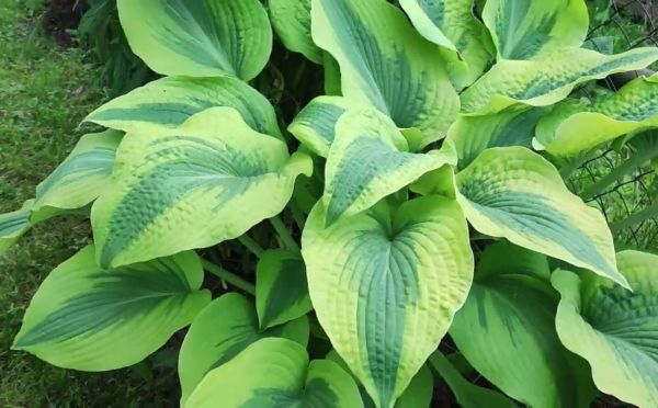 Красивая зелёная хоста: как ухаживать за растением — чтобы оно показало свой максимум