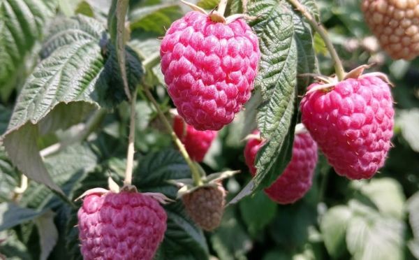 Соседи смотрят и завидуют: 4 подкормки для крупных и сочных ягод малины — урожай будете вёдрами собирать