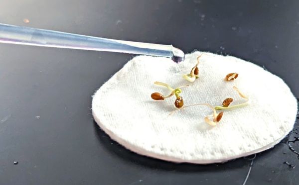 Сгниют и испортятся: 3 вида семян, которые категорически нельзя замачивать — сделаете только хуже