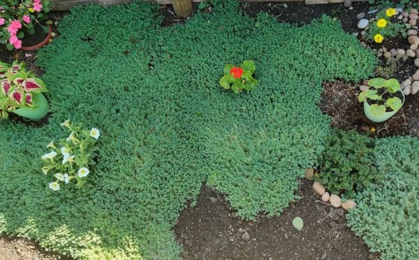 Забудьте о тяпке навсегда: 5 растений-помощников, которые сами уничтожат сорняки на участке