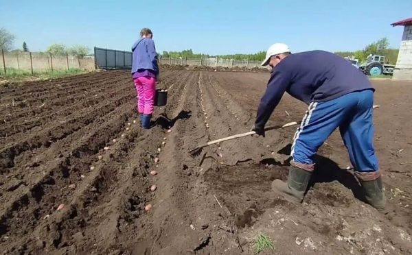 Подготовка почвы перед посадкой картофеля: что внести — органические и минеральные удобрения
