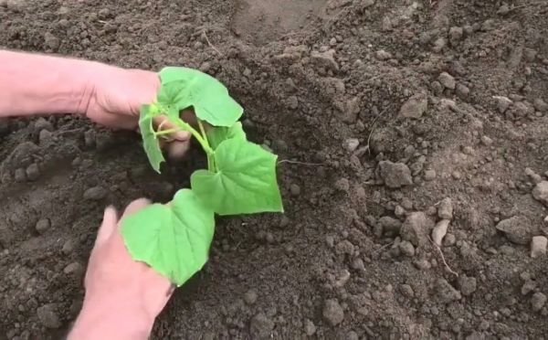 Сей на Пахома — будут огурцы мехом»: старинный секрет посадки, который гарантирует урожай вёдрами