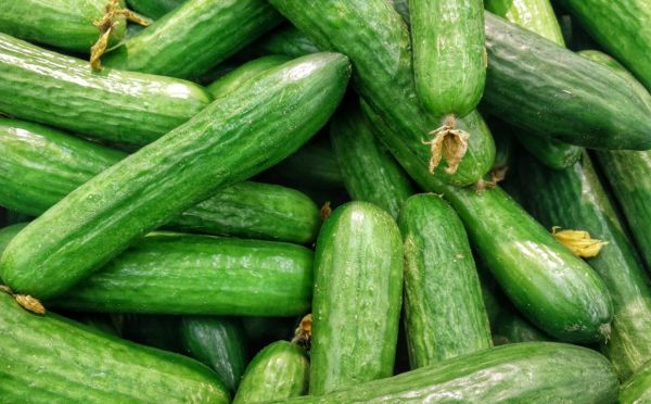 С Днем Огурца — такой праздник будет на вашем участке каждый день, благодаря 3 растениям огурцы защищены надежно и дают богатый урожай