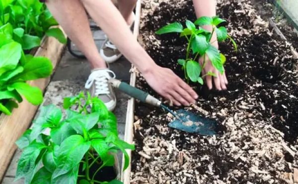 Роковая ошибка в лунке: почему нельзя смешивать два популярных удобрения при посадке перца