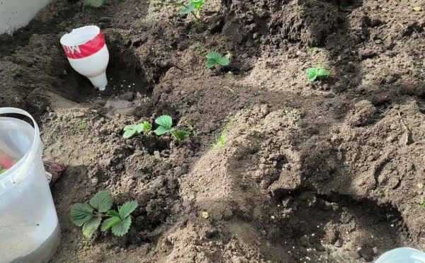 Правило трёх ложек: что сделать при посадке томатов — совет от агронома