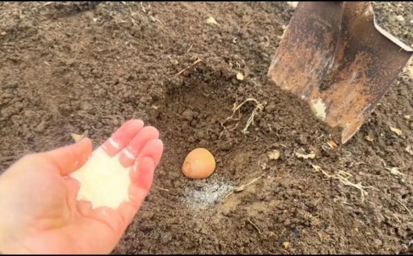 Золотое правило картофельной лунки: что добавить при посадке для рекордного урожая