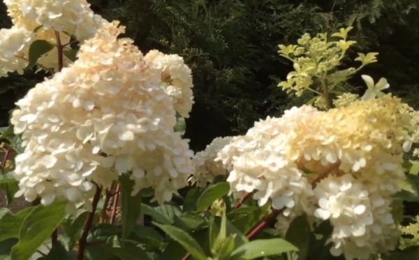 Посадил и забыл: 3 кустарника, которые цветут всё лето — почти не требуют ухода и внимания