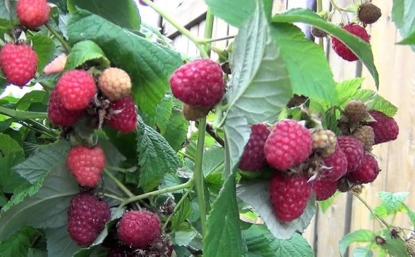 После распускания листочков: 2 важные процедуры для малины — для роста и урожая