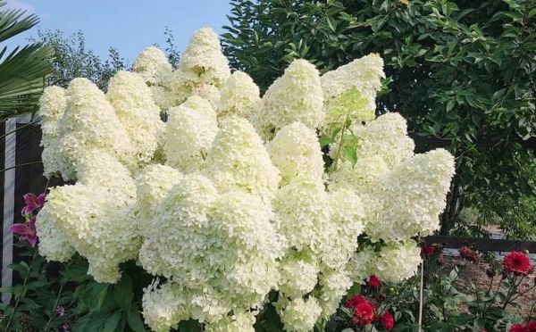 Пробудите растения: как заставить метельчатые гортензии цвести раньше — лайфхак для жителей севера