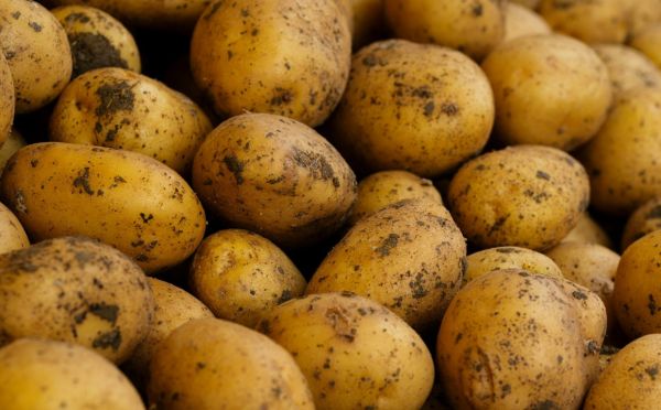 Картофель получится на славу — не допускайте этой, всего 1, грубейшей ошибке при посадке семенной картошки