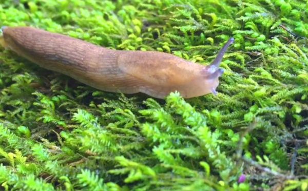 Слизни атакуют: как избавиться от вредителей — химические и биологические препараты