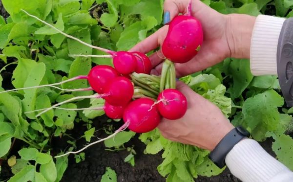 Редис пойдёт в корень, а не в ботву: 3 правила для тех, кому надоел «урожай из листьев»