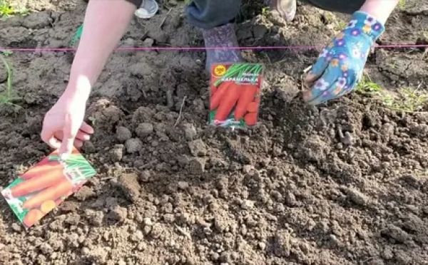 Морковь взойдёт на 5-й день: забытый деревенский способ «закапывания» семян для быстрого старта