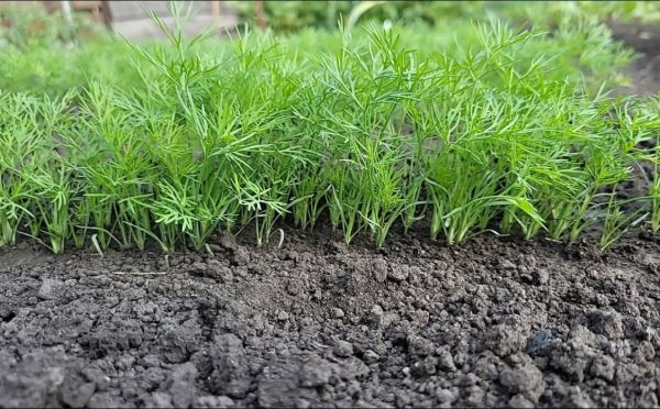 Весь секрет в регулярности: как получить густой и сочный укроп — несколько важных правил