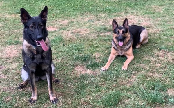 Немецкая и восточноевропейская: чем отличаются эти породы овчарок — и какую выбрать