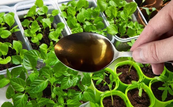 Подкармливаю рассаду чаем: муж недоумевает, а соседи завидуют — уникальная подкормка за копейки