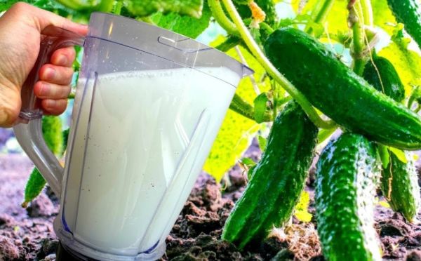 Не выливайте — ещё пригодится: как скисшее молоко помогает расти огурцам