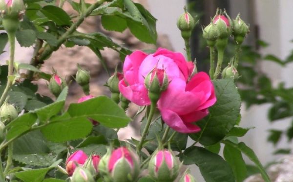 Чтобы не остаться без цветения: 3 вещи, которые нельзя делать с розами в апреле — эти ошибки их погубят