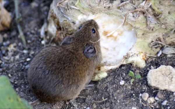 Мыши забудут дорогу к вашему дому: простое растение-репеллент, которое нужно посадить в мае