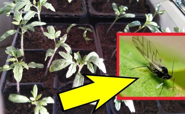 Цветочные мошки: откуда берутся и как с ними бороться — краткое руководство