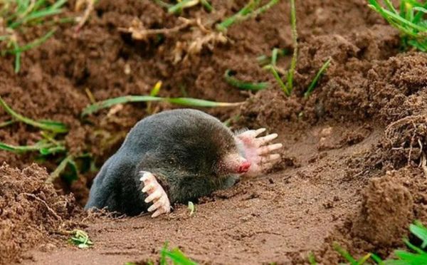 Цветочный щит против крота: биолог назвала растение, которое навсегда выселит вредителей с участка