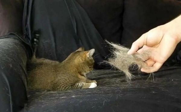 Заменит пылесос: копеечное средство, которое «примагничивает» всю шерсть и пыль в доме
