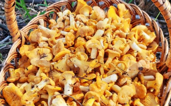 Почему лисички никогда не бывают червивыми: научное объяснение