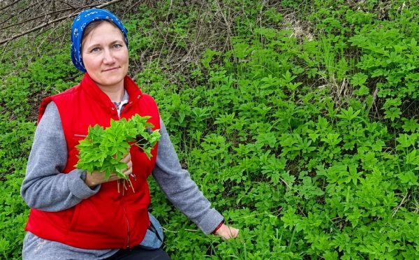 Дачники проклинают эту траву и рвут спину уничтожая ее, а зря — это суперфуд, который лечит суставы