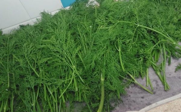 Вкус лета всю зиму: 3 способа сохранить укроп — разбираем все способы