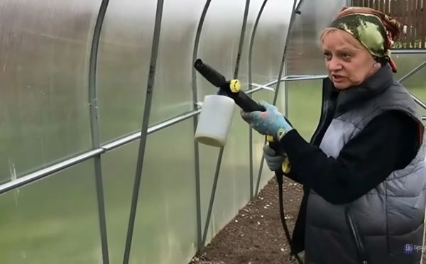 Химия, шашка или горчица? Чем обработать теплицу в конце августа
