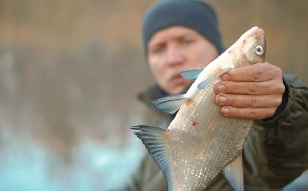 Лещ пойдет валом даже в холода: копеечная осенняя прикормка из 3 ингредиентов за 5 минут
