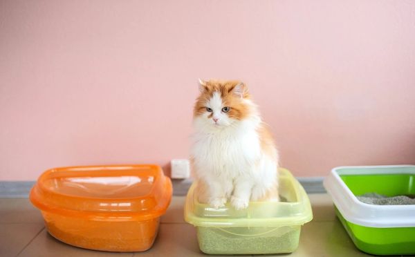 Забудьте навсегда про мокрые углы: метод, который заставит кота ходить только в лоток