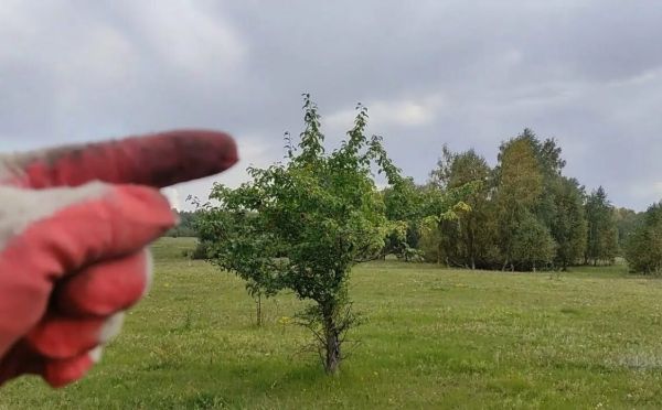 Ловчий пояс спасает: ловушка для насекомых на яблоне — яблоки чистые, как с картинки