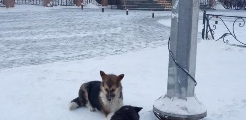 «Момента нападения не помнит». Женщина, на которую напала собака в Якутске, была пьяна