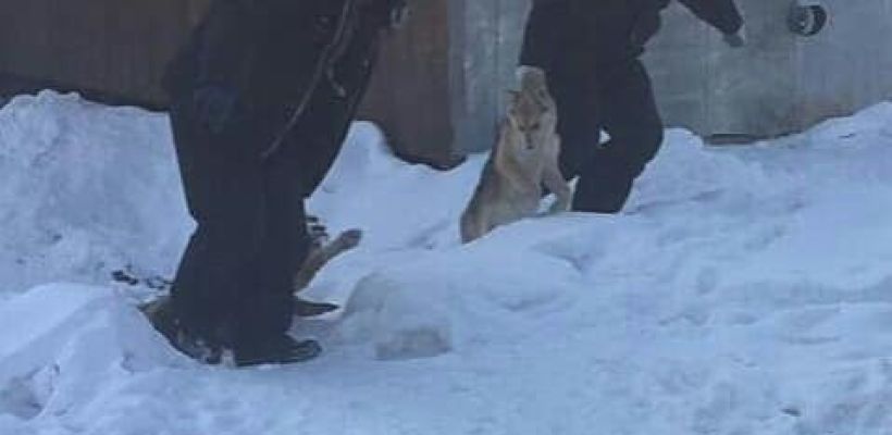 «Мы будем добиваться, чтобы Якутск снял с себя клеймо живодеров», - зоозащитник Злата Сычева