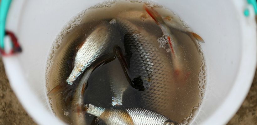 России за год осудили почти две тысячи любителей незаконной рыбалки