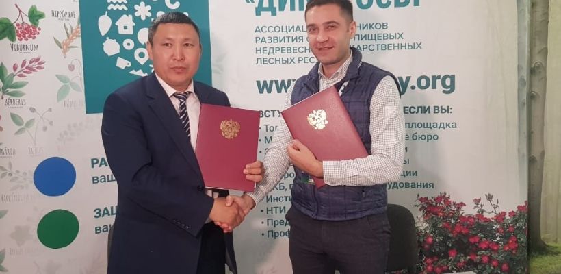 Якутский кооператив дикоросов в этом году планирует продать 90 тонн брусники