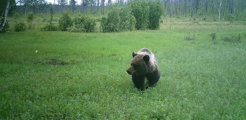 В Якутии медведь напал на человека